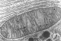 cellule de la mitochondrie