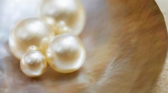Perles de nacre de la boutique en ligne les perles de Philippines
